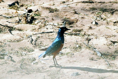 Splendid Starling