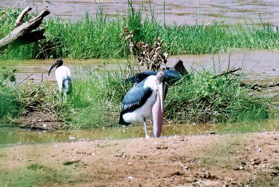 Maribou Storks & Sacred Ibis - Ewaso Nyiro river