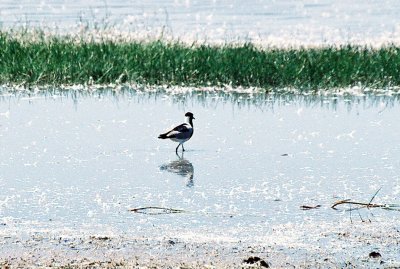 Blacksmith Lapwing - Lake Nukuru