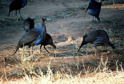 Vulurine Guineafowl - Samburu