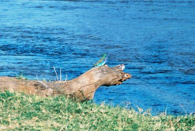 Lilac-breasted Roller