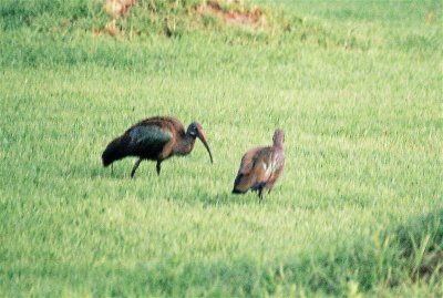 Hadada Ibises - Naivasha