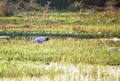 Yellow-billed Stork
