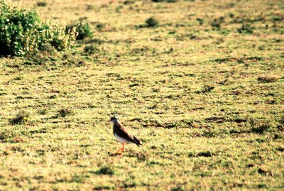 Crowned Lapwing