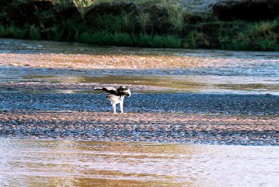 Martial Eagle - Ewaso Nyiro River