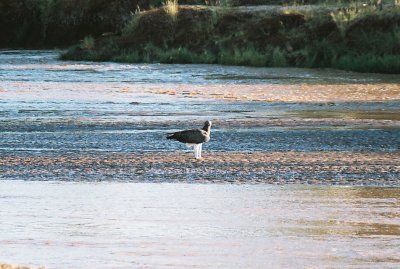 Martial Eagle - Ewaso Nyiro River