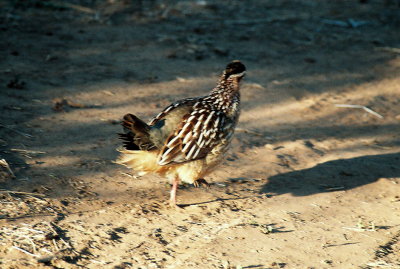 Crested Francolin - Samburu