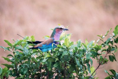 Lilac-breasted Roller