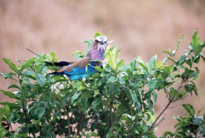 Lilac-breasted Roller