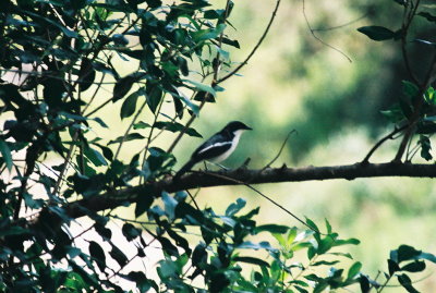 Tropical Boubou - Masai Mara