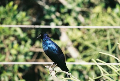 Ruppell's Long-tailed Starling -Masai Mara
