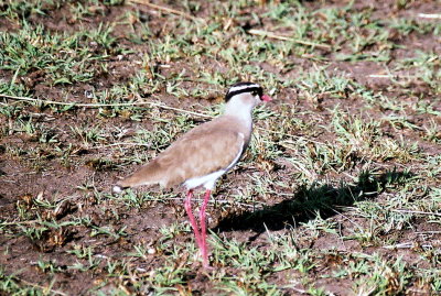 Crowned Lapwing