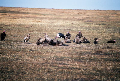 Vultures - Masai Mara
