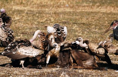 Vulture Eating wildebeest - Masai Mara