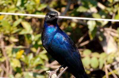 Ruppell's Long-tailed Starling - Masai Mara