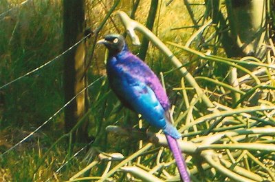 Starling - Masai Mara