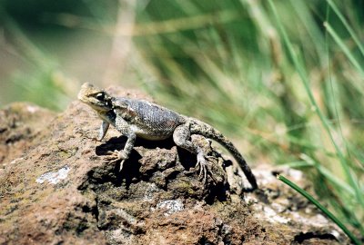 Savanna Monitor Lizard