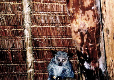 Thick-tailed Bushbaby - Masai Mara