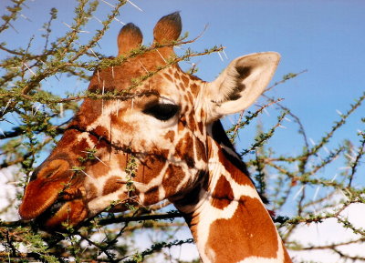 Giraffes