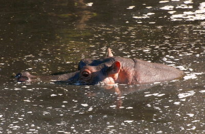 Hippo - Hippo Pool