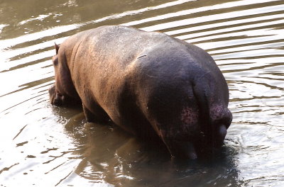 Hippo - Intrepids Camp
