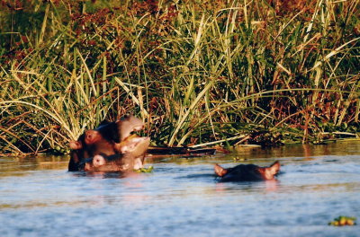 Hippopotamuses