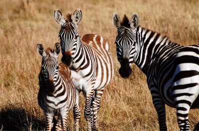 Plains Zebras - Masai Mara