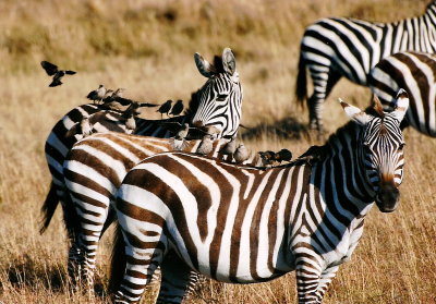 Plains Zebras - Masai Mara