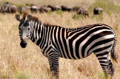 Plains Zebra - Masai Mara