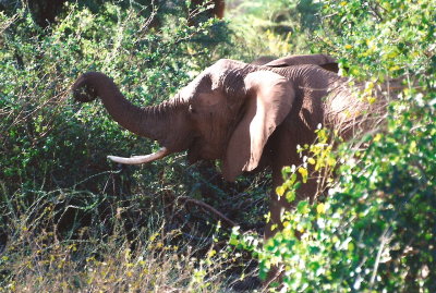 Samburu