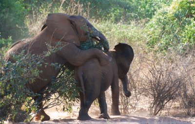 Samburu