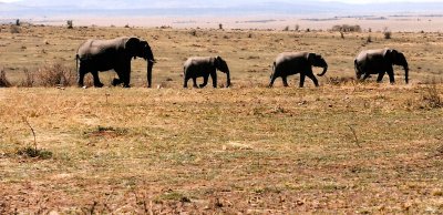 Masai Mara