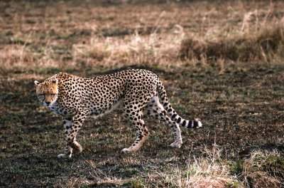 Cheetah - Masai Mara