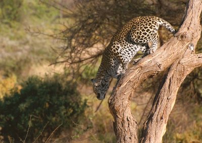 Leopard - Samburu