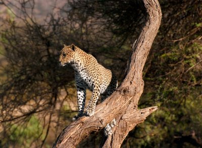 Leopard - Samburu