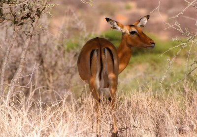 Female Impala - Samburu