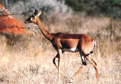 Female Gerenuk - Samburu
