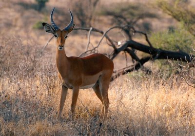 Impala