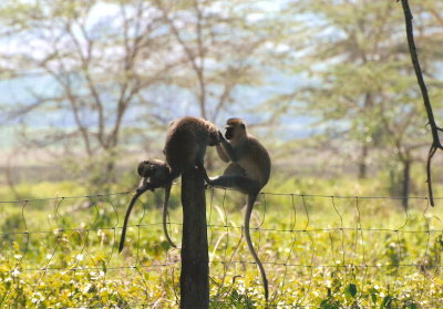 Vervet Monkeys - Nukuru