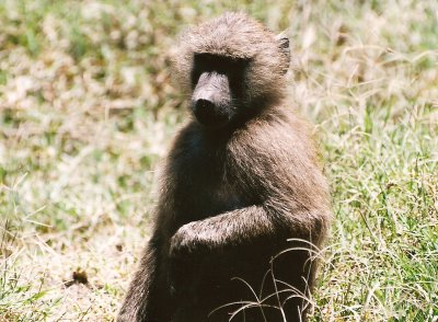 Baboon - Nukuru
