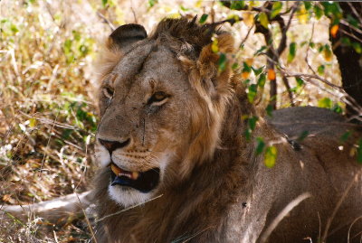 Male Lion - Masai Mara