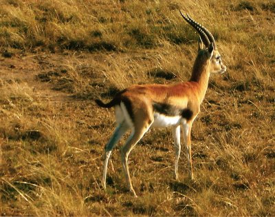 Thomson Gazelle - Masai Mara