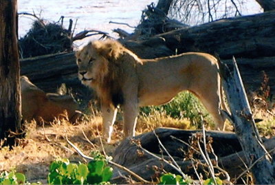 Male Lion - Samburu