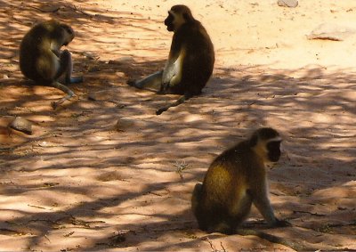 Vervet Monkeys - Samburu