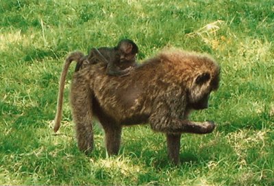 Primates