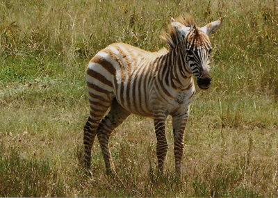 Zebras