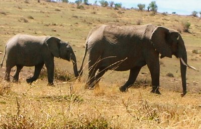 Elephants