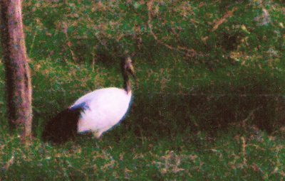 Sacred Ibis - Naivasha