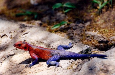 Red-headed Agama