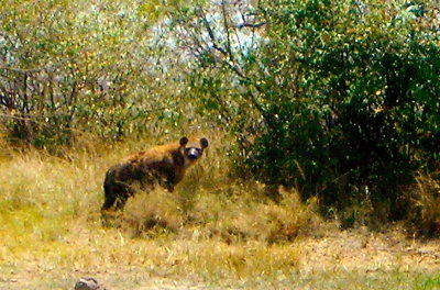 Carnivores